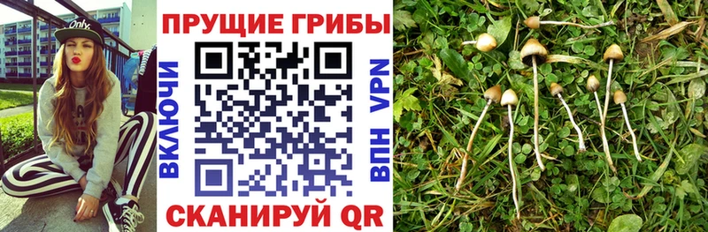 Псилоцибиновые грибы Psilocybe  Можайск 